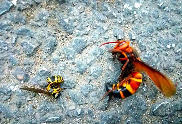 驴友在大山里捡到一只大黄蜂的尸体 这是蜂王还是变异?