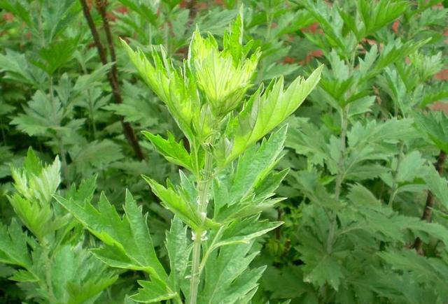 广西人竟然在五月五端午节用艾叶草洗澡!