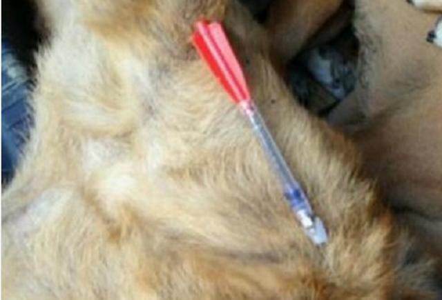 关于让小狗狗插进去会怎么样的信息