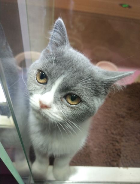 猫咪被关禁闭,楚楚可怜的眼神瞬间萌化主人