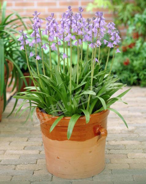 家里养3种花,招财纳福健康长寿!