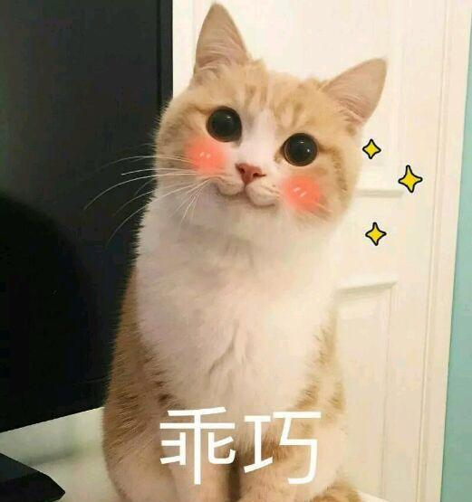 小仙女专用表情包可爱猫咪