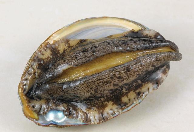 鲍鱼几头是什么意思,什么样的好吃,鲍参翅肚,鲍鱼占第一位!