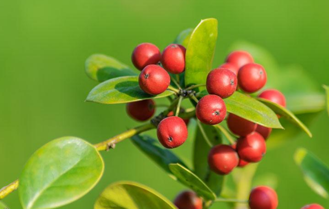 为什么猫咪偷偷吃草?第一种有害草猫咪肯定不