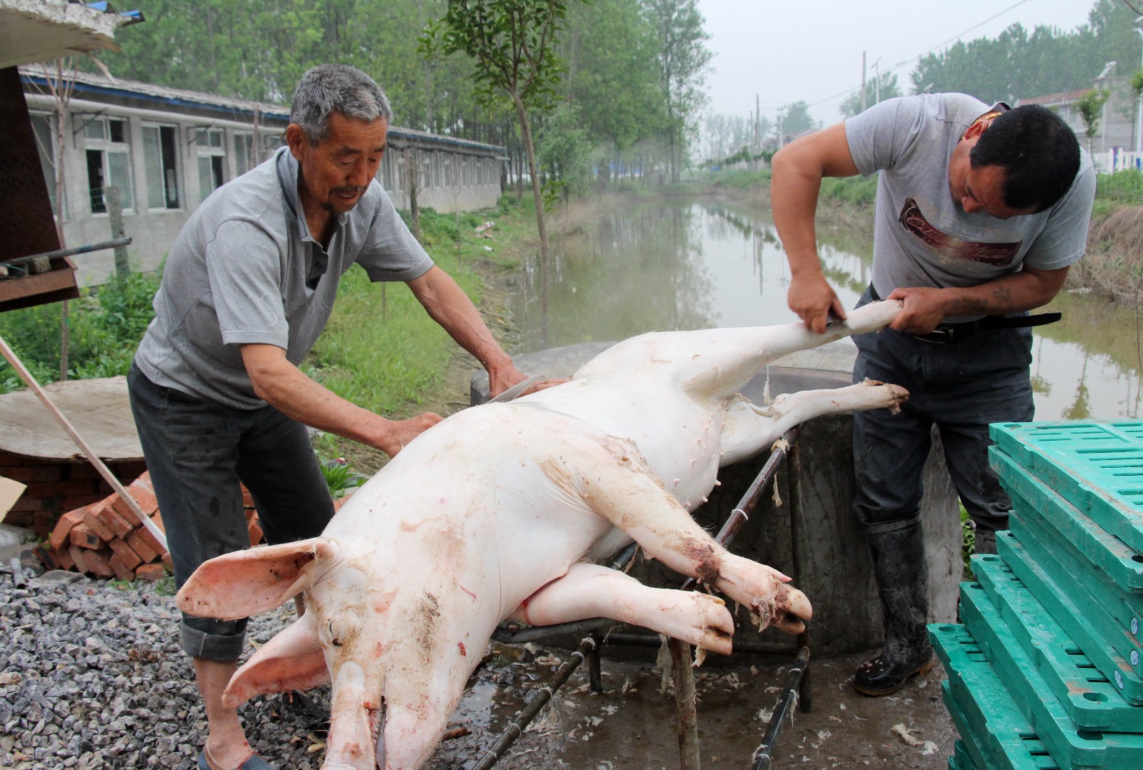 猪肉价格走低 夫妻养猪赔钱近十万元 无奈:现场杀猪