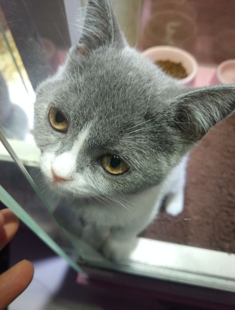 猫咪被关禁闭,楚楚可怜的眼神瞬间萌化主人