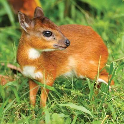 小旋角羚出生时角会划破妈妈的肚皮吗