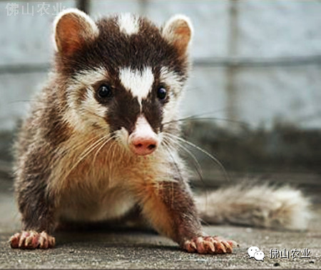 白鼻狸(鼬獾)(国家"三有"保护野生动物)水律蛇(滑鼠蛇)(国家"三有"