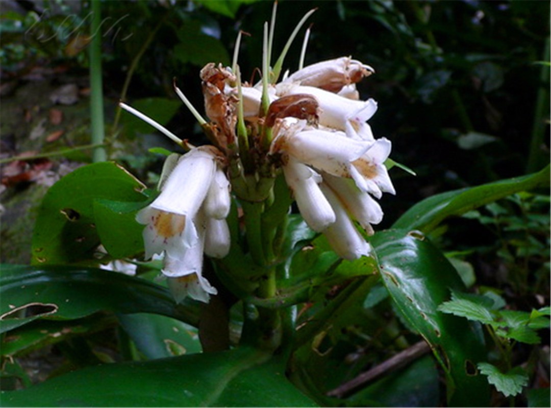 农村大山的野草,老一辈称"降龙草",生长在蛇出没的地方