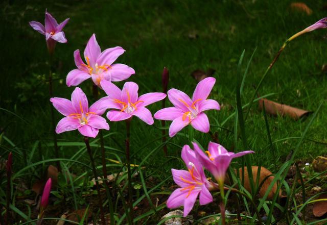 5种特别好种不需太多照顾的花懒人必备