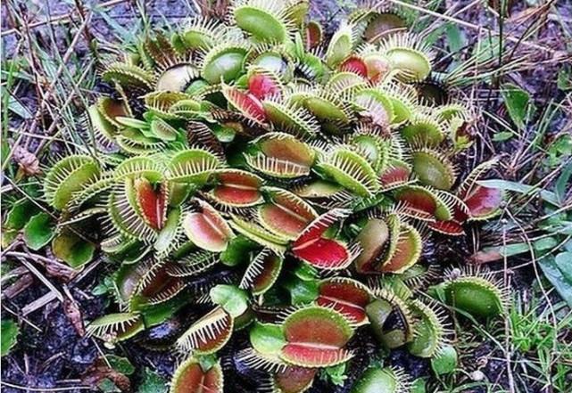 地球上最可怕的植物神秘的食人花