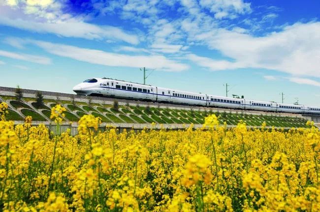 黄色的油菜花   绿色的麦苗   如梭的高铁   成为春天里亮丽的风景