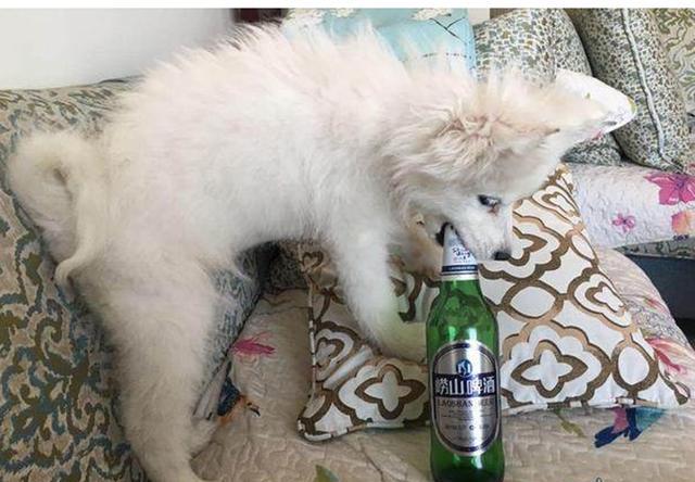 萨摩耶叼起酒瓶就喝,喝完酒后若无其事,这八成是只有故事的狗!