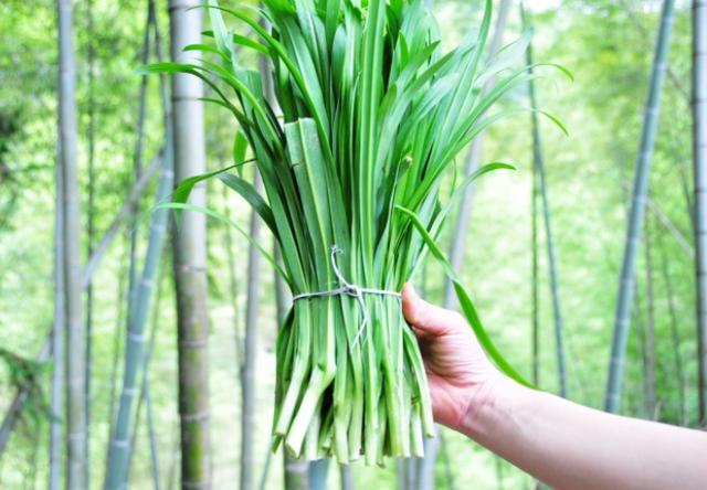 叶片很像兰花,吃进去会很有层次,一开始像韭菜味,后来像大葱,大蒜