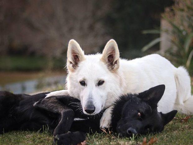 这对"黑白牧羊犬"的婚纱照在网上爆红, 真心好看!