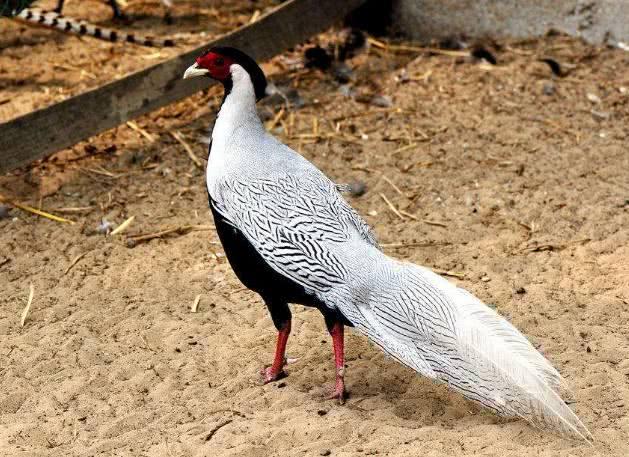 测你真有凤凰命吗?