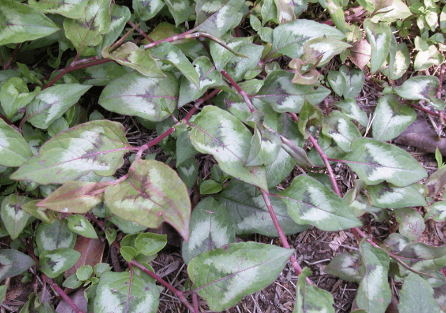 来自农村的果子, 很多人不知道它可以吃, 还可以做药材|白喉|肝炎