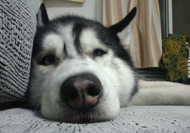 哈士奇的傲娇眼神,贱贱的