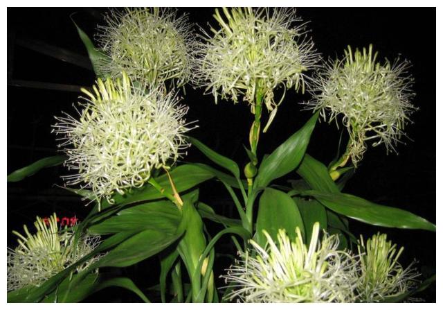 富贵竹浇水时加点它不再黄叶蹭蹭长一不小心开花了