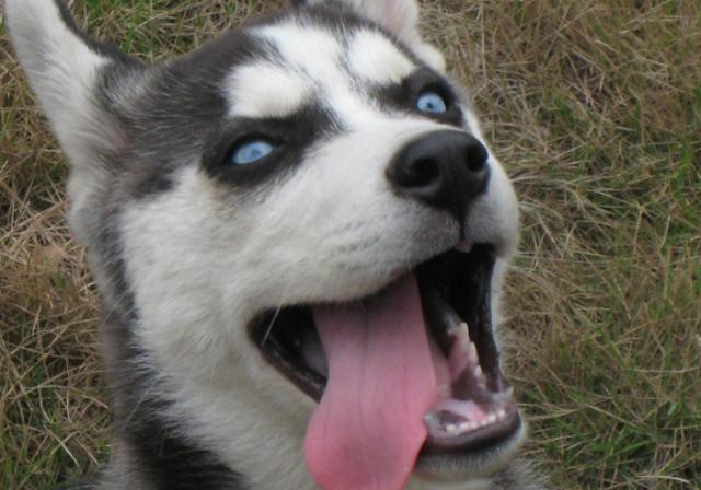 哈士奇到底能傻到什么样的程度?今天算是涨见识了