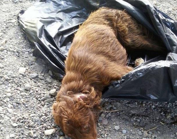 突然听见旁边的一个垃圾桶内发出一阵奇怪的惨叫声,女子一开始感到有