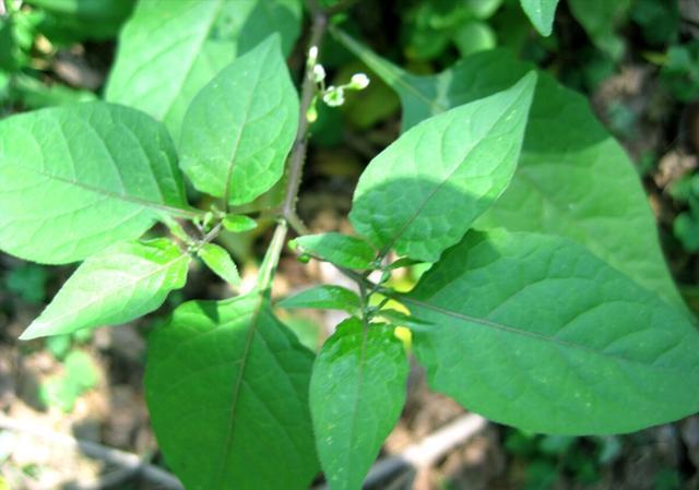 山坡常见的野草叫它假辣椒竟是野菜很多人不知道