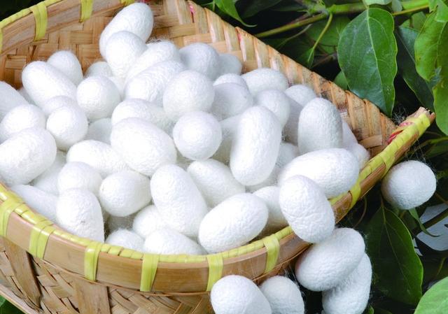 金蚕故乡牌蚕桑产品系列:蚕丝被,蚕丝枕,蚕丝睡衣,蚕丝巾,蚕公贡酒