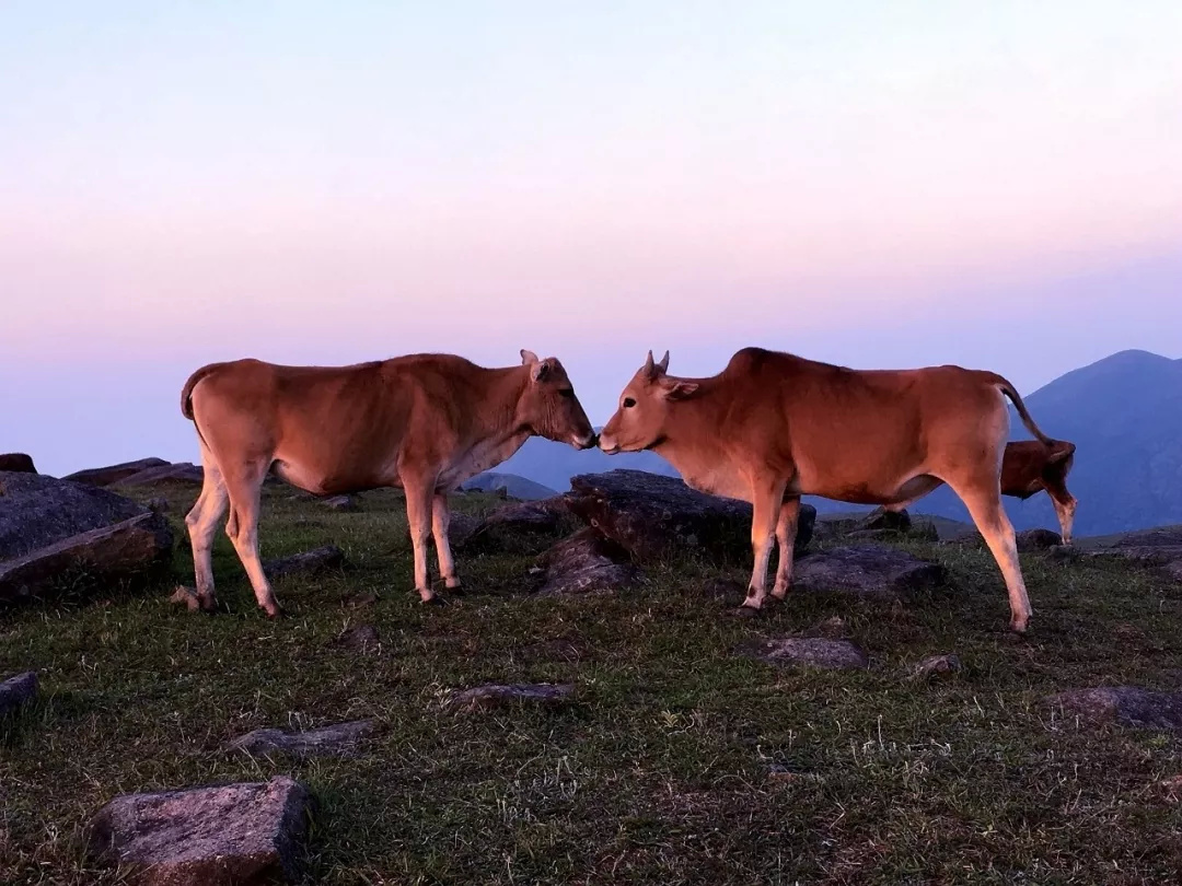 斗牛/christina 刚刚还在斗气的两只牛,转眼之间,就在亲嘴了,好有趣的