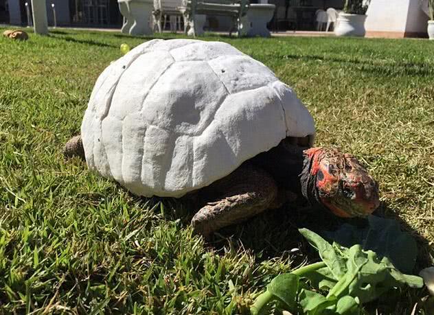 乌龟因腿短跑得太慢 大火中失去龟壳 没想到因此获得一个这样的壳