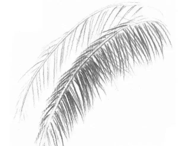 如何学素描——静物素描椰子树叶的绘画教程