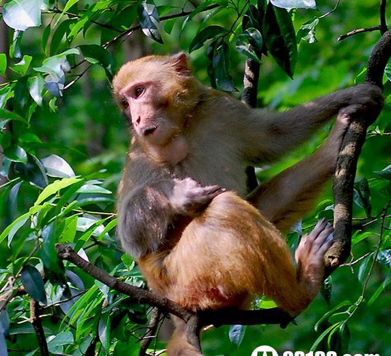 十二生肖猴子与老虎的秘密的传说故事