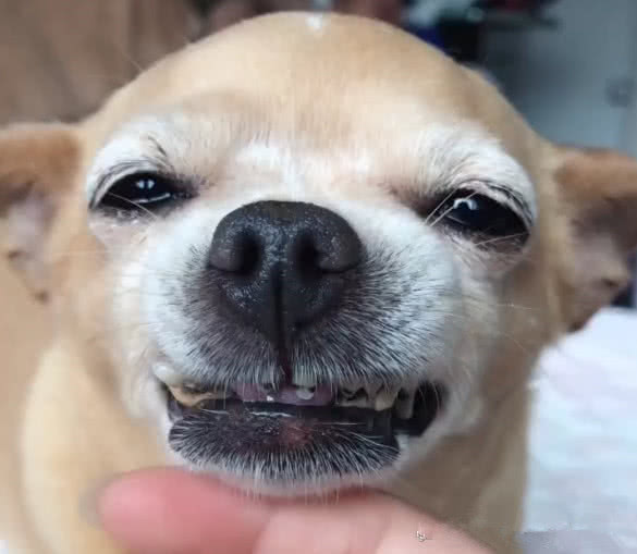 长相可爱的小土狗,一露出牙齿就让人笑翻了