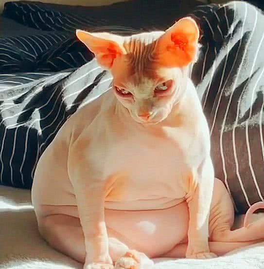 无毛猫胖出天际,全身都是肉,铲屎官笑称:这是猫头猪身!
