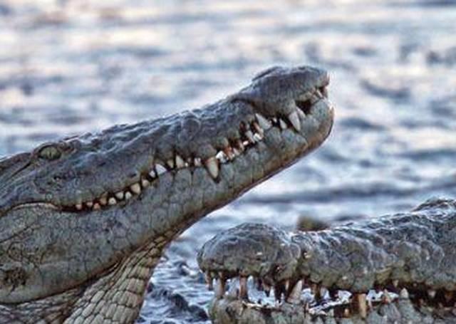 无辜鳄鱼遭母河马狂殴, 场面一度很尴尬