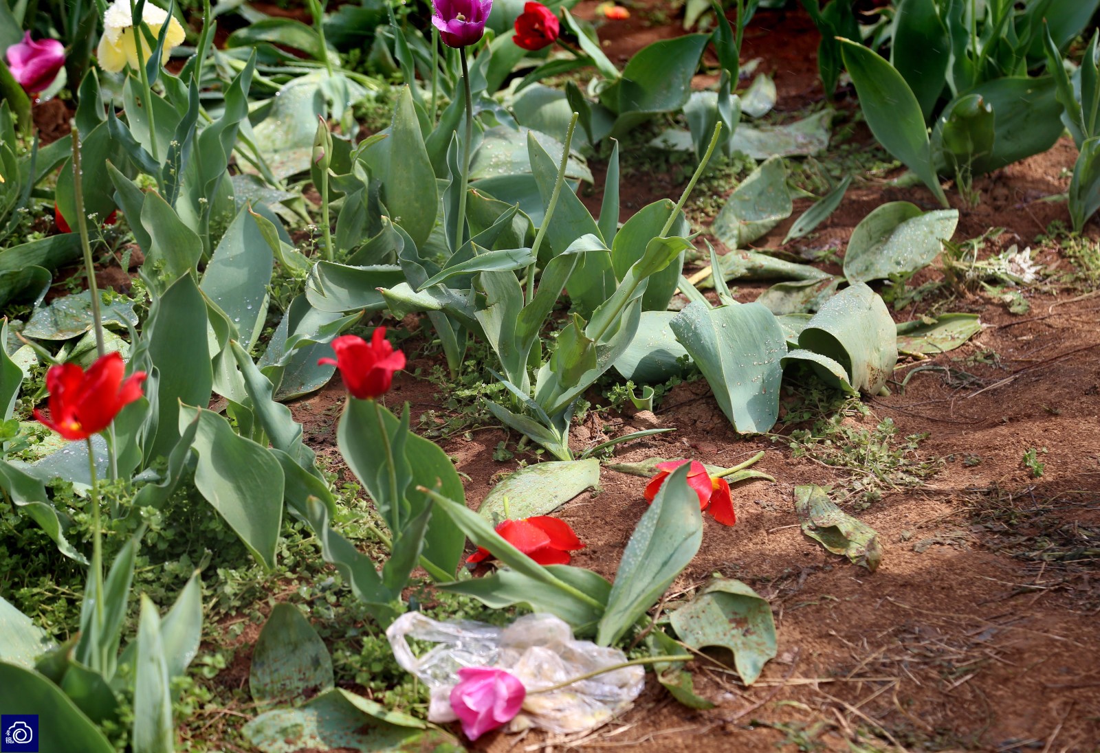 游客为拍照轮番踩踏鲜花,大爷愤怒:再年轻几年真想揍人