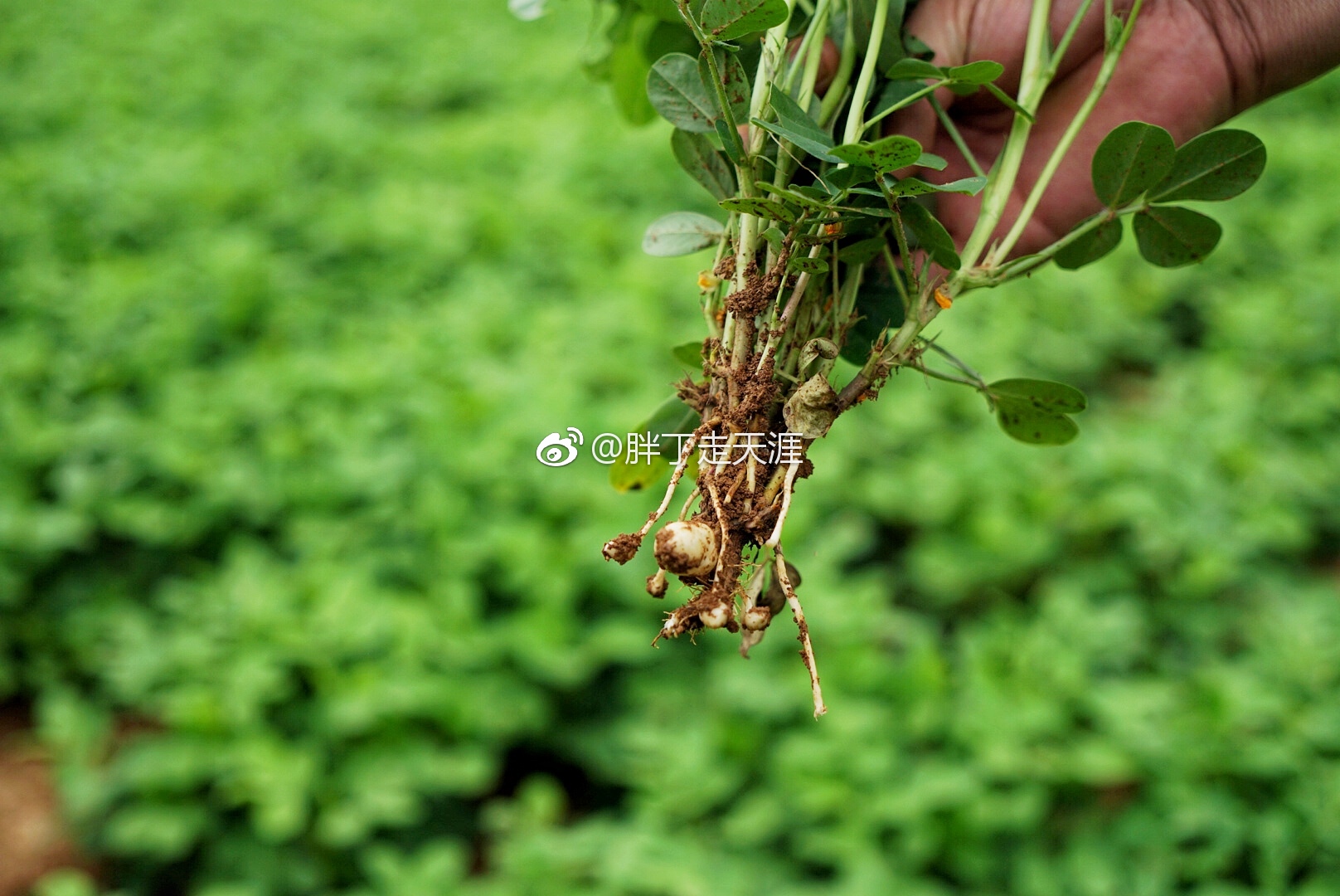跑去洛阳嵩县闫庄看花生。作为河南的花生种植大镇