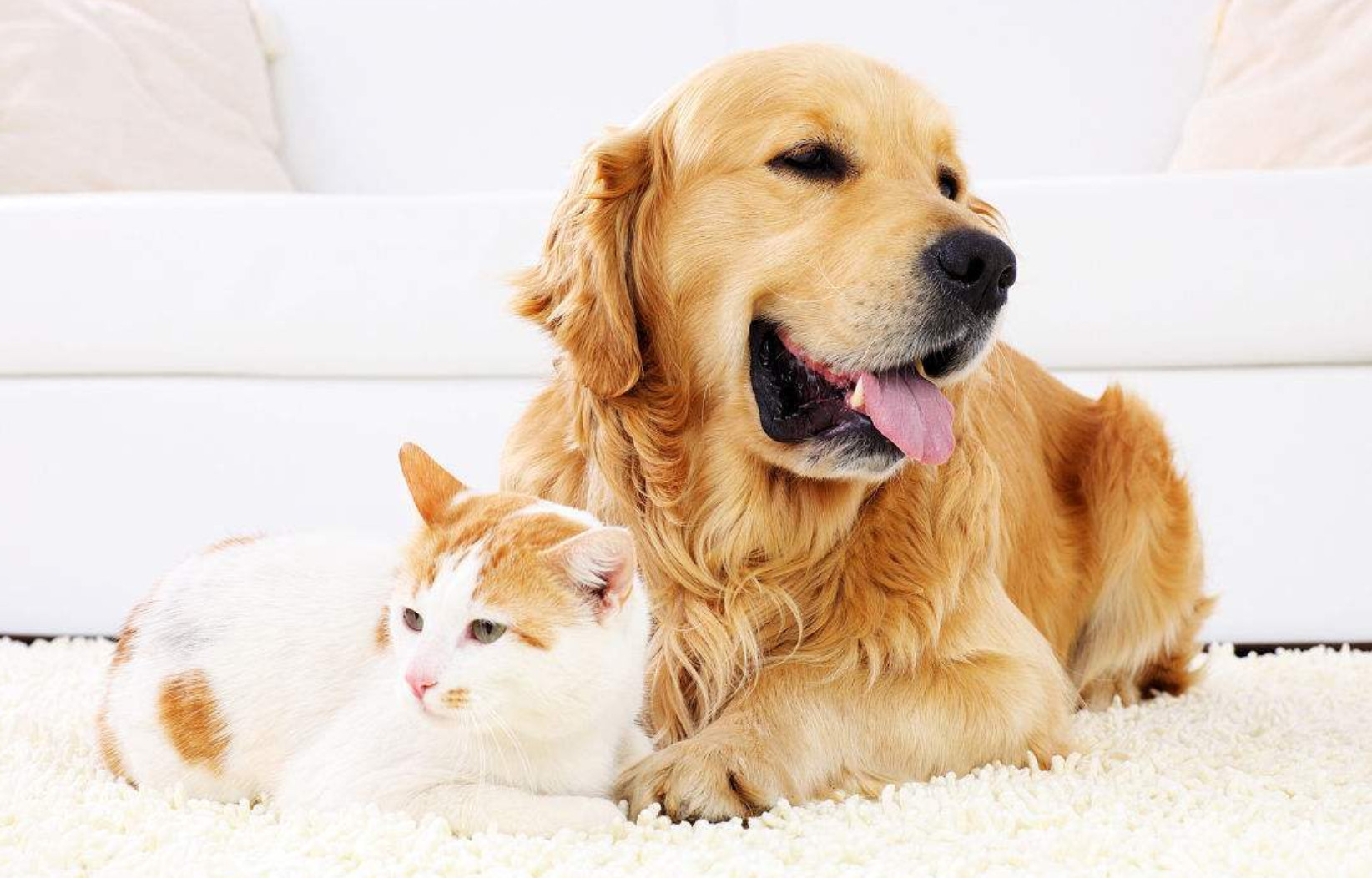 这是我见到的第二只能打败猫的狗,只是不知道它现在还在吗