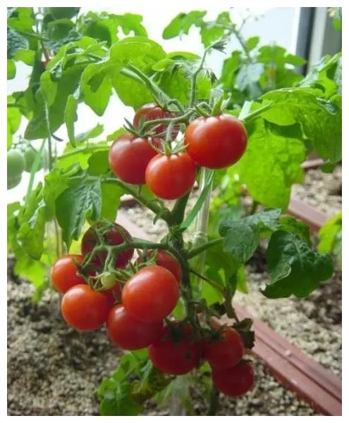 圣女果还在花钱买吗教你在家即可以种植结果多到吃不完