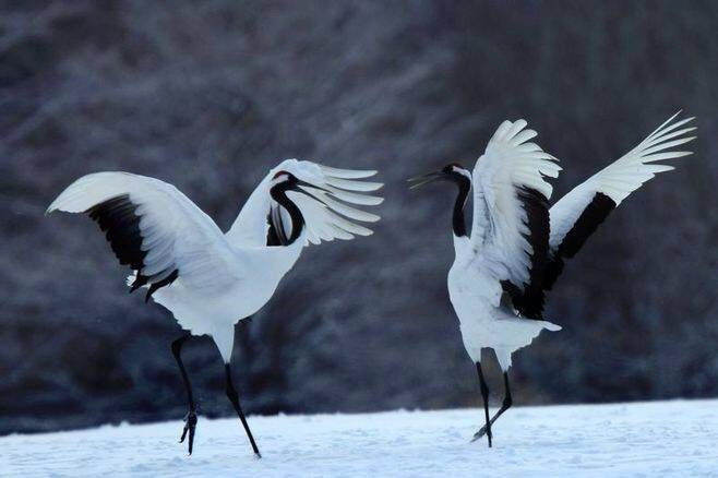 双鹤舞白沙,秀爱向天鸣