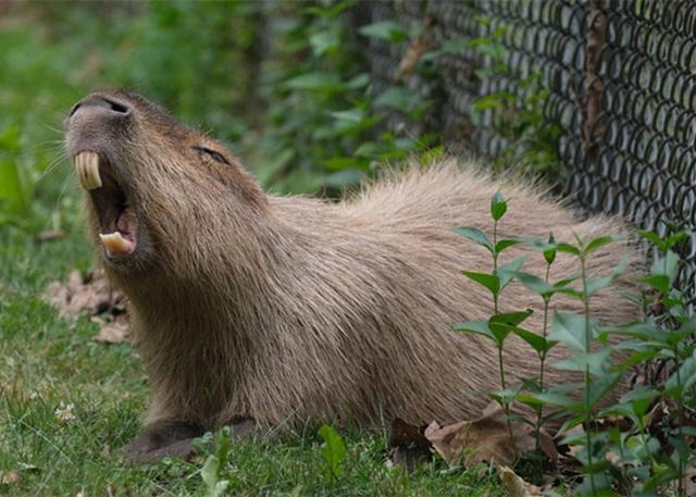 过街老鼠,小老鼠都让人们望而生畏,美国女子养了一只大老鼠更是让人