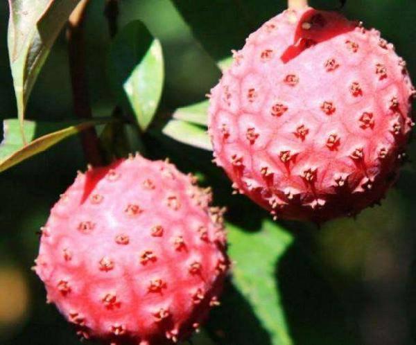 四照花,鸡嗉子,癞鸡嗉,青皮树,石枣子,山荔枝,野荔枝,另外还有很多种