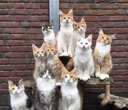 同时养10只缅因 橘色系小奶猫,好期待它们长大后的样子