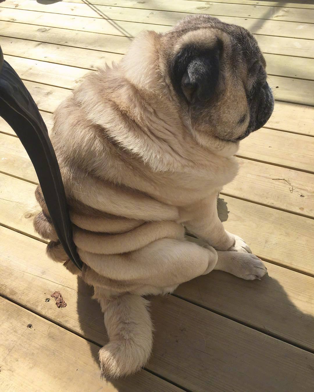 胖到怀疑人生的汪星人,小眼神好无辜