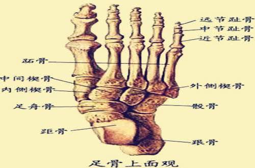 外国人有206块骨头中国人却是204块其实少两块更值得我们骄傲