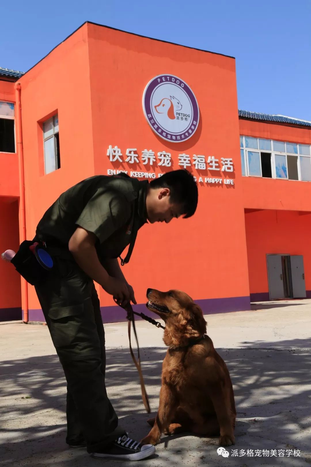 重庆狗狗训练学校图片
