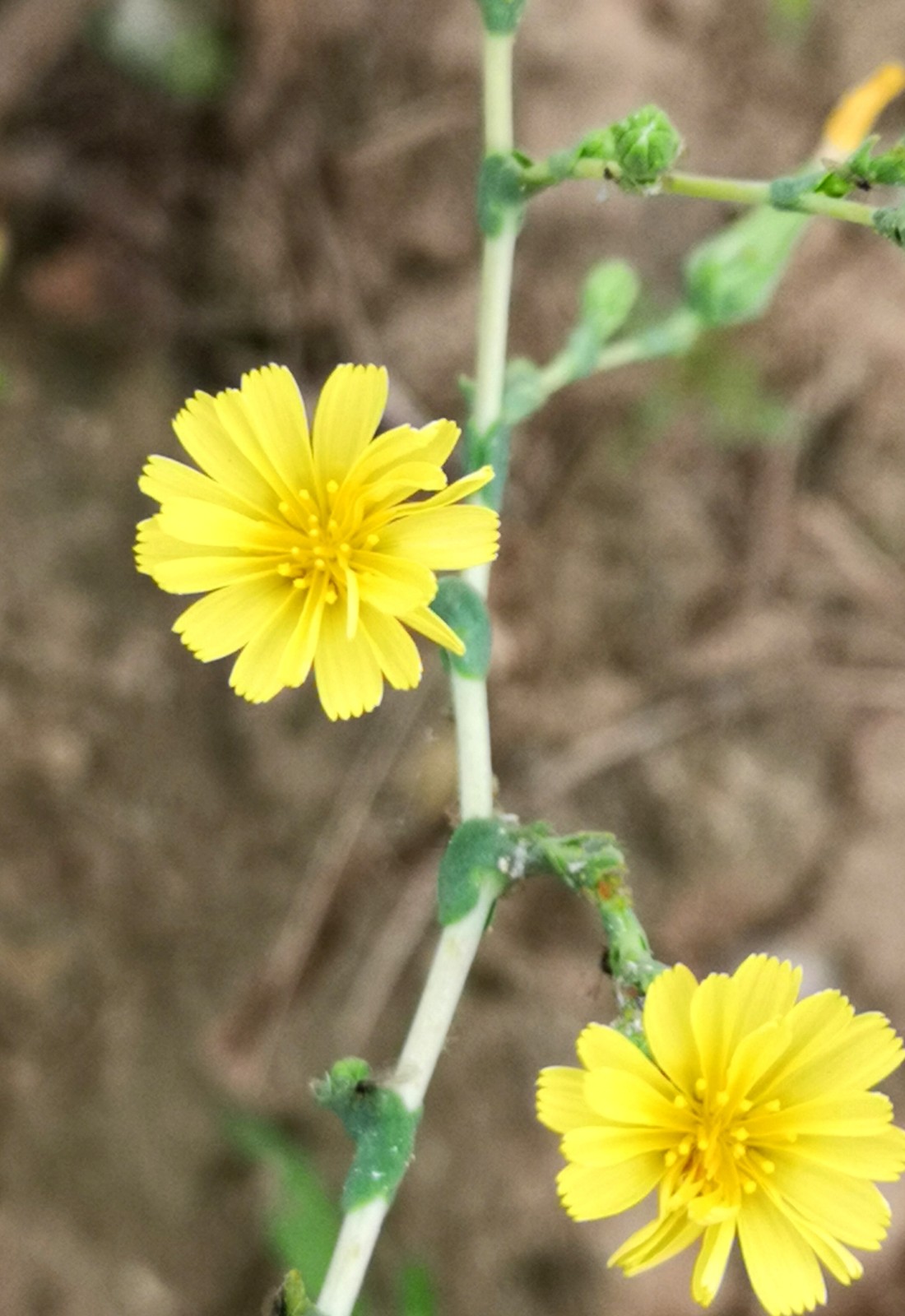 你一定吃过这种蔬菜,可是它开的花你见过吗|油麦菜|蔬菜_新浪新闻
