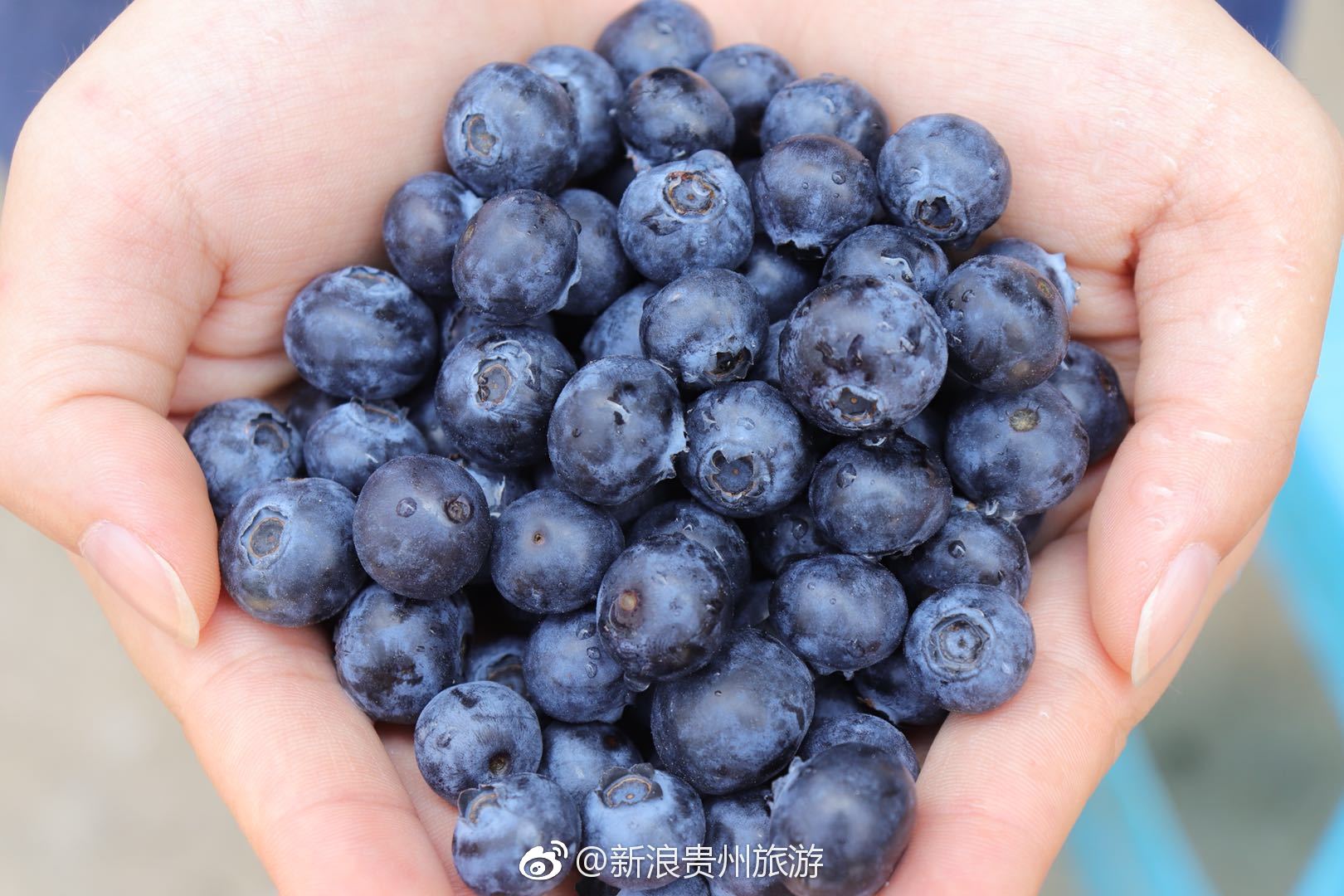 蓝莓是营养价值极高的水果种类之一,紫云产的蓝莓个大饱满,看了让人