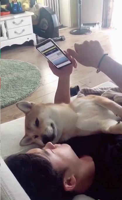 主人玩手机时,砸到了在胸前睡觉的柴犬,狗:确认过眼神下不了口