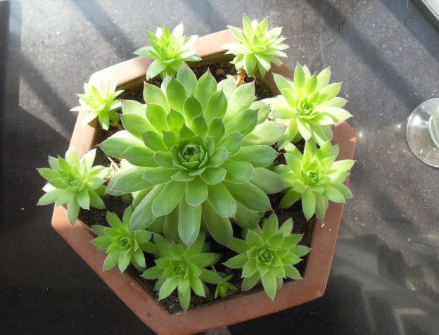 观音莲方法用对了,其实不难养,分分钟的爆盆,赚翻了