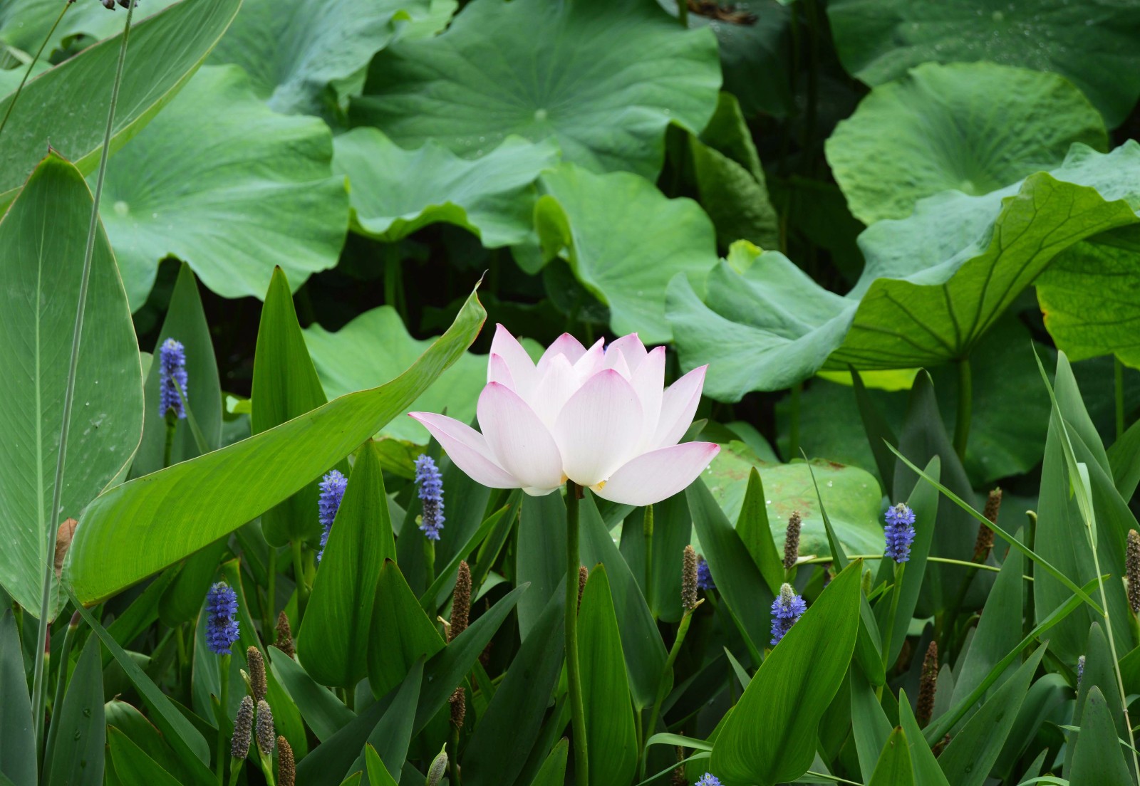 初夏,重庆最近的荷花观赏地